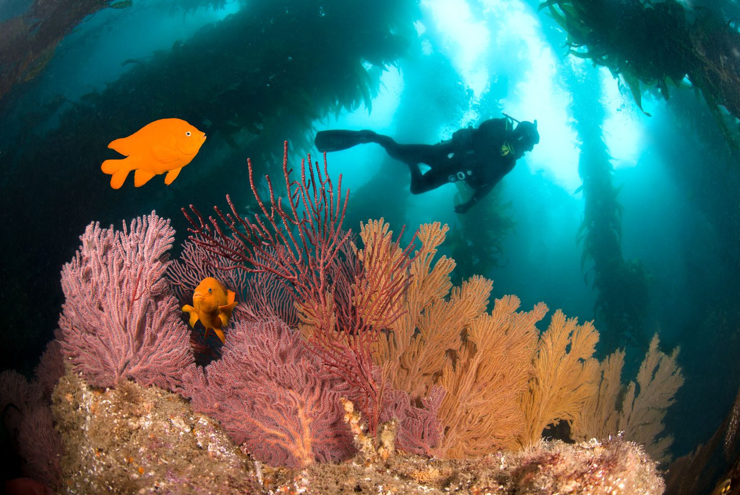 A colorful underwater reef with a scuba diver and orange fish.