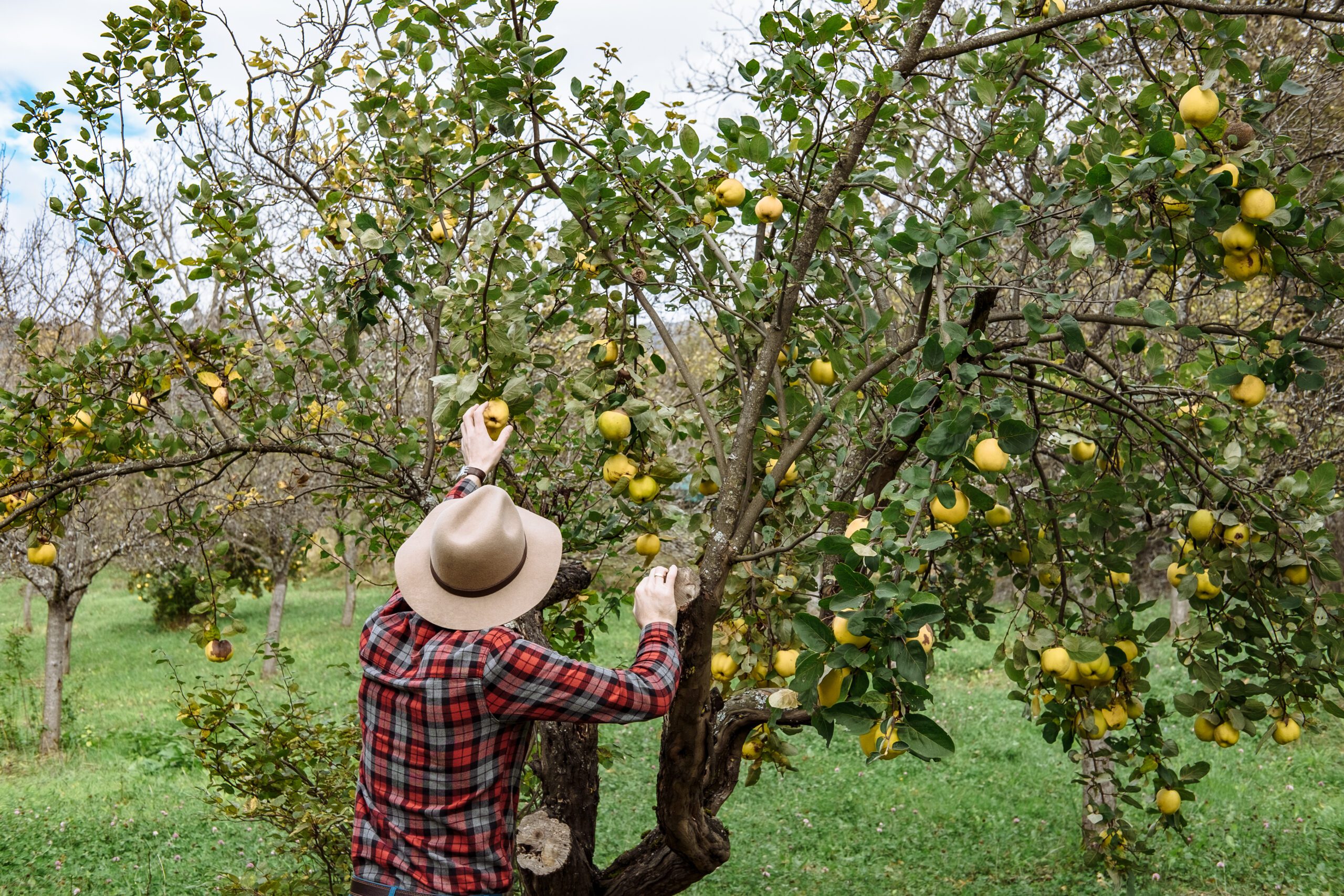 Farmers market, healthy food:  farmer man gathers organic homegrown quince