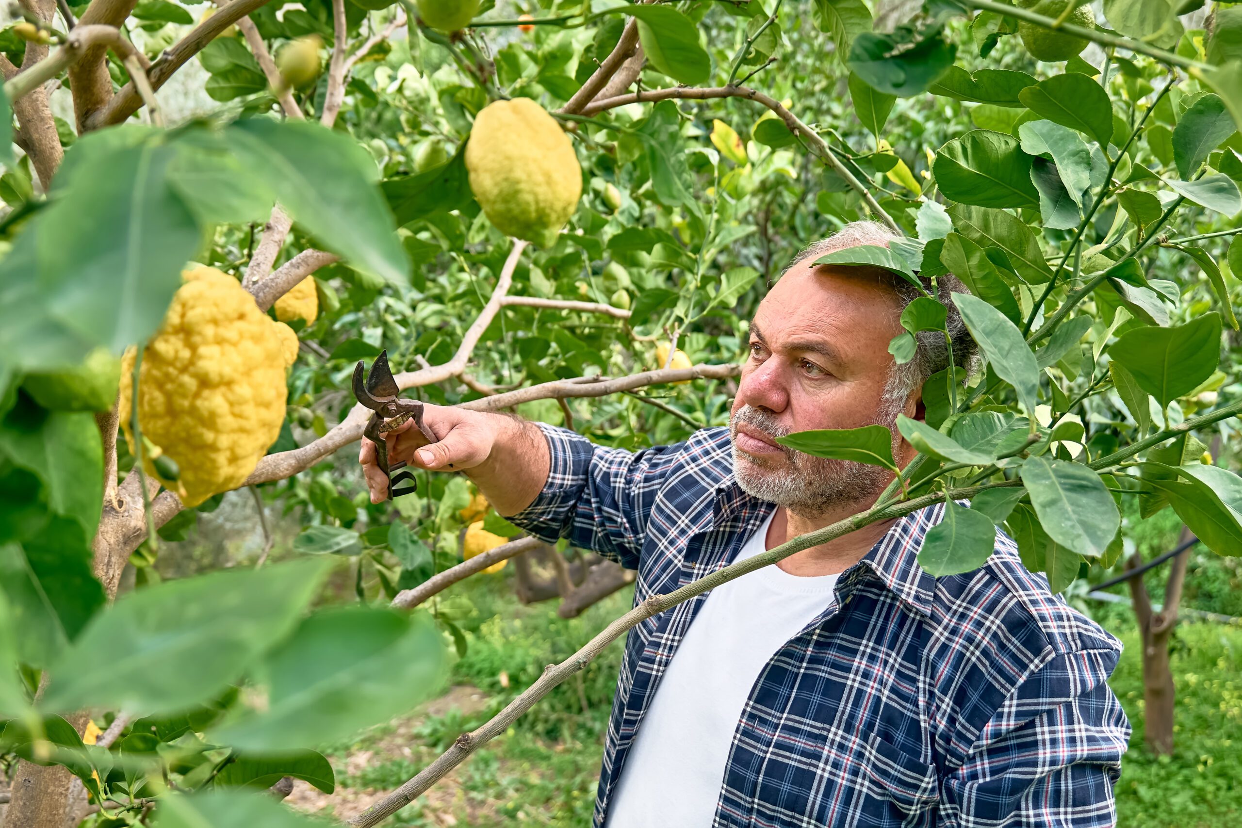 Seasonal pruning of trees. Mature bearded gardener pruning lemon tree with pruning shears. Taking care of garden. Cutting tree branch. Spring gardening.