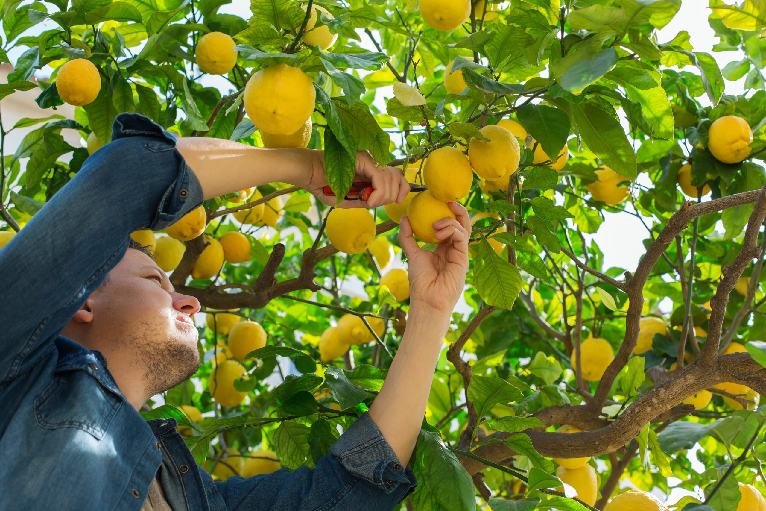 Smiling young man farmer picking lemons from the tree in the orchard on a sunny day. Seasonal, summer, autumn, homegrown, hobby concept. Harvesting in Spain