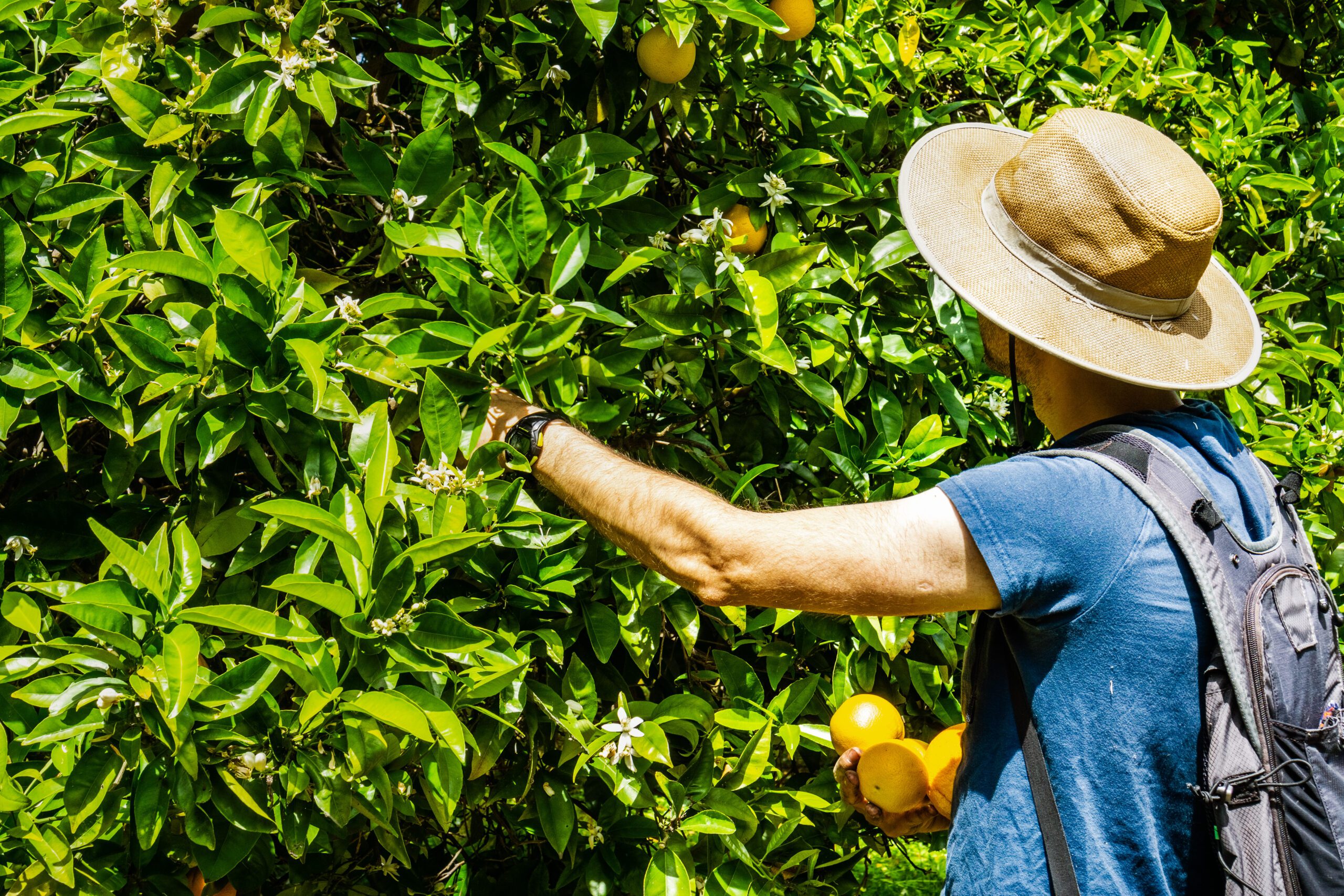 Unidentified person picking oranges, San Jose, South San Francisco bay area, California